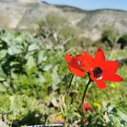 Nearby Nature Reserves - Ramtha