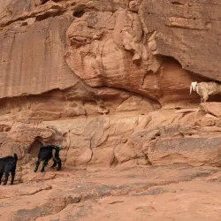 Agricultural Tours - Wadi As Sir