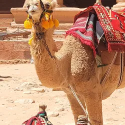 The Treasury (Al-Khazneh) - Wadi Musa