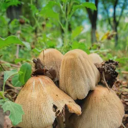 Aksay Ethnographic Complex - Aksay