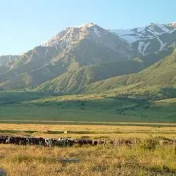 Aktobe Regional Nature Reserve - Alga