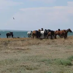 Aral Regional Park - Aral