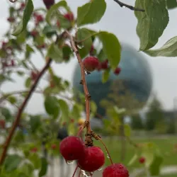 Expo 2017 Site - Astana (Nur-Sultan)