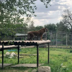 Central Park - Chapaev