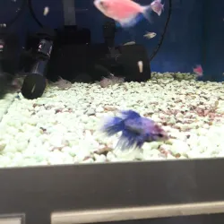 Pavlodar Zoo - Pavlodar