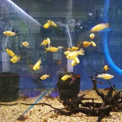 Pavlodar Zoo - Pavlodar