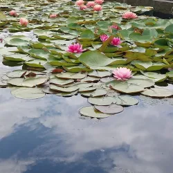 Qarabalyq Botanical Garden - Qarabalyq