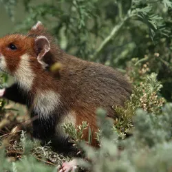 Saryarka Steppe Reserve - Qarabalyq