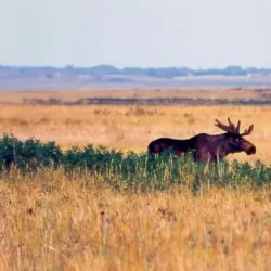Saryarka Steppe Reserve - Qarabalyq