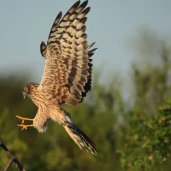 Saryarka Steppe Reserve - Qarabalyq