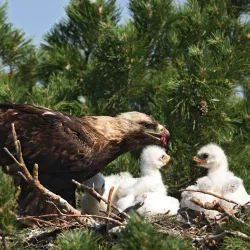 Saryarka Steppe Reserve - Qarabalyq