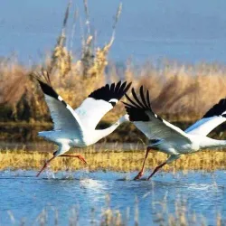 Saryarka Steppe Reserve - Qarabalyq