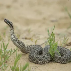 Saryarka Steppe Reserve - Qarabalyq