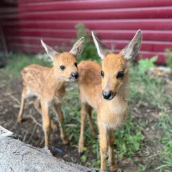 Qostanay Zoo - Qostanay