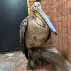 Qostanay Zoo - Qostanay