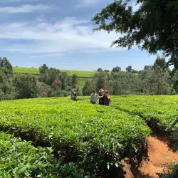 Local Tea Plantations - Bungoma