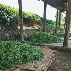 Local Tea Plantations - Bungoma