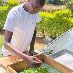 Local Tea Plantations - Bungoma