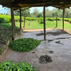Local Tea Plantations - Bungoma