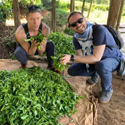 Local Tea Plantations - Bungoma