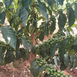 Local Coffee Farms - Iten