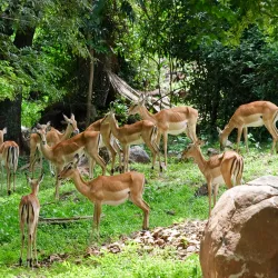 Kisumu Impala Sanctuary - Katito