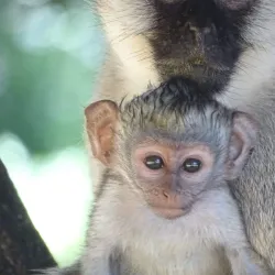 Kisumu Impala Sanctuary - Katito