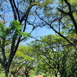 Kisumu Impala Sanctuary - Katito