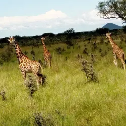 Ruma National Park - Katito