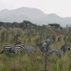 Ruma National Park - Katito