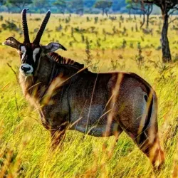 Ruma National Park - Katito