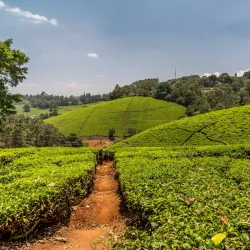Limuru Tea Plantations - Kiambu
