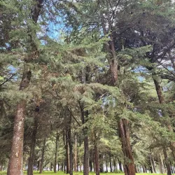 Kijabe Forest - Kijabe