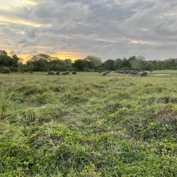 Arabuko Sokoke Forest - Kilifi