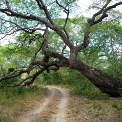 Arabuko Sokoke Forest - Kilifi