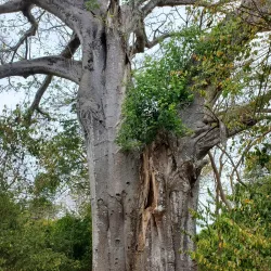Kilifi County Museum - Kilifi