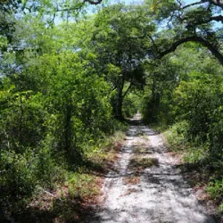 Arabuko Sokoke Forest - Malindi