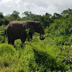 Arabuko Sokoke Forest - Malindi