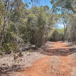 Arabuko Sokoke Forest - Malindi