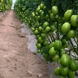 Meru Farmers Market - Meru