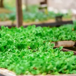 Meru Farmers Market - Meru