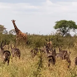 Meru National Park - Meru