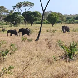 Meru National Park - Meru