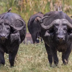 Meru National Park - Meru