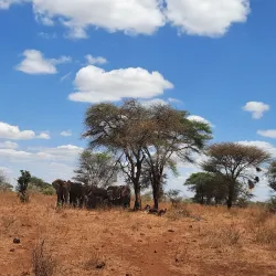Meru National Park - Meru