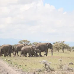 Meru National Park - Meru