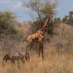 Meru National Park - Meru