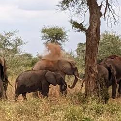 Meru National Park - Meru