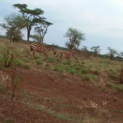 Meru National Park - Meru