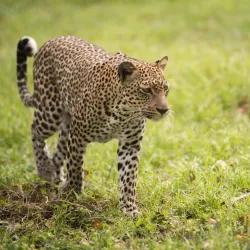 Kisumu Impala Sanctuary - Migori